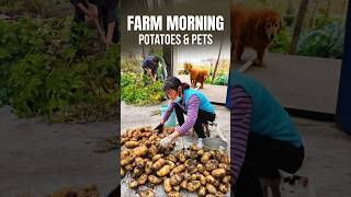 Farm Morning: Potatoes, a Hungry Cat, and a Spoiled Dog