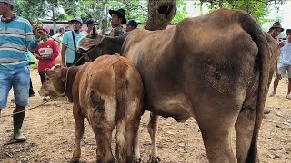 Ajor Sepi Pembeli !! Babon Anak Semok Harga Murah Meriah !! Pasar Sapi Jatirogo 