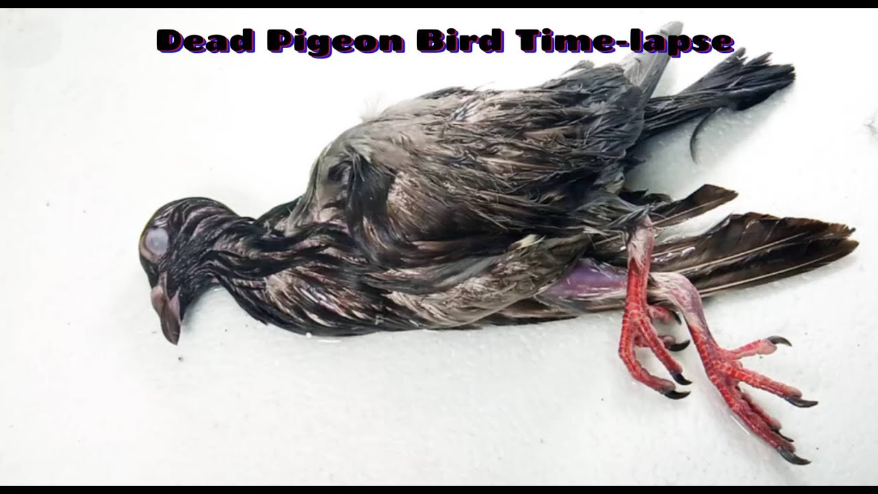 Dead Pigeon Bird Timelapse YouTube