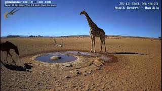 NamibiaCam: Giraffe and feral horses 25 Dec 2021