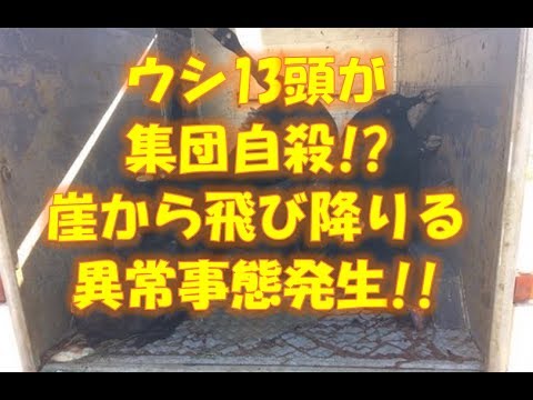 【驚愕】牛13頭が集団自殺!?異常事態・崖からまさかの飛び降り？？