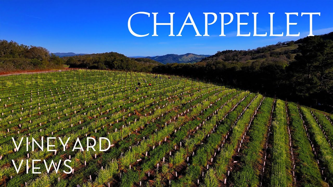 Vineyard Views | Spring Pruning on Pritchard Hill at Chappellet