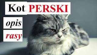 Dla Kogo Kot Perski?