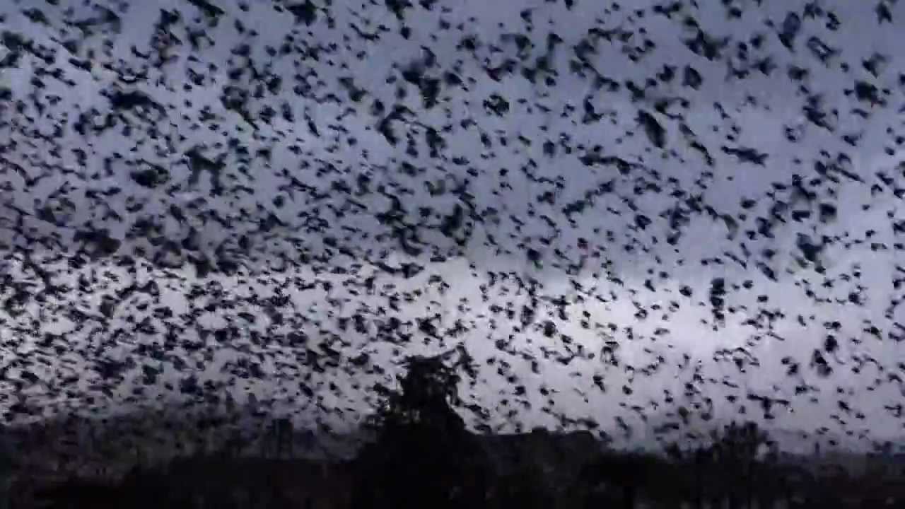 Hundreds of birds taking off at the same time YouTube