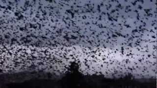 birds taking hundreds same