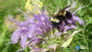 What If All Bumble Bee Went Extinct ?