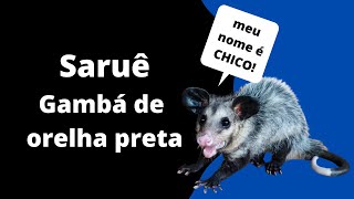 Gambá De Orelha Preta Saruê No Banheiro De Casa...