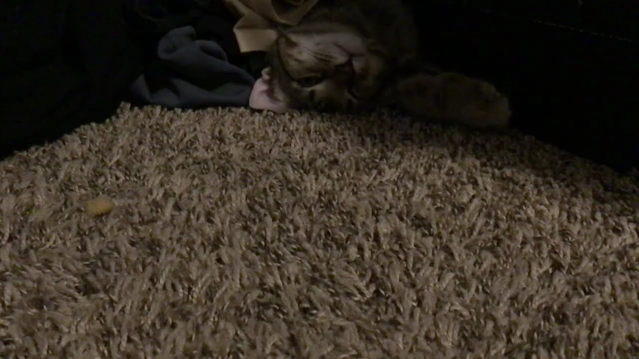 Small vid of my old cat sleeping(we had to give him away)