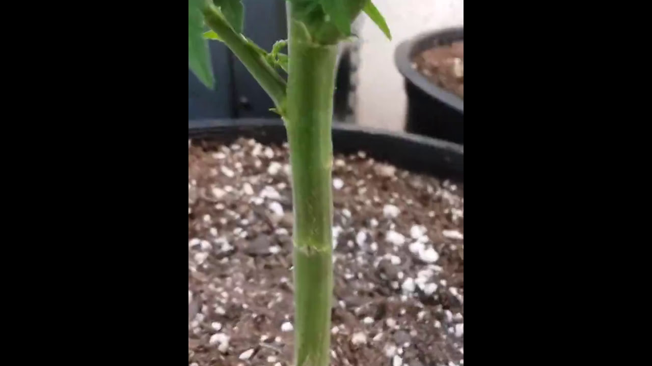 Sour Jack  Diesel and Candy Kush Day 1 of Flower.