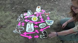 A Virtual Field Trip: Forest Ecosystems at Harbison State Forest