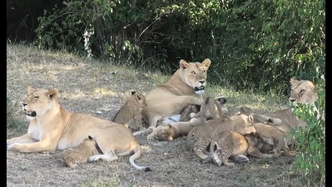 Lioness and her adorable cub's 