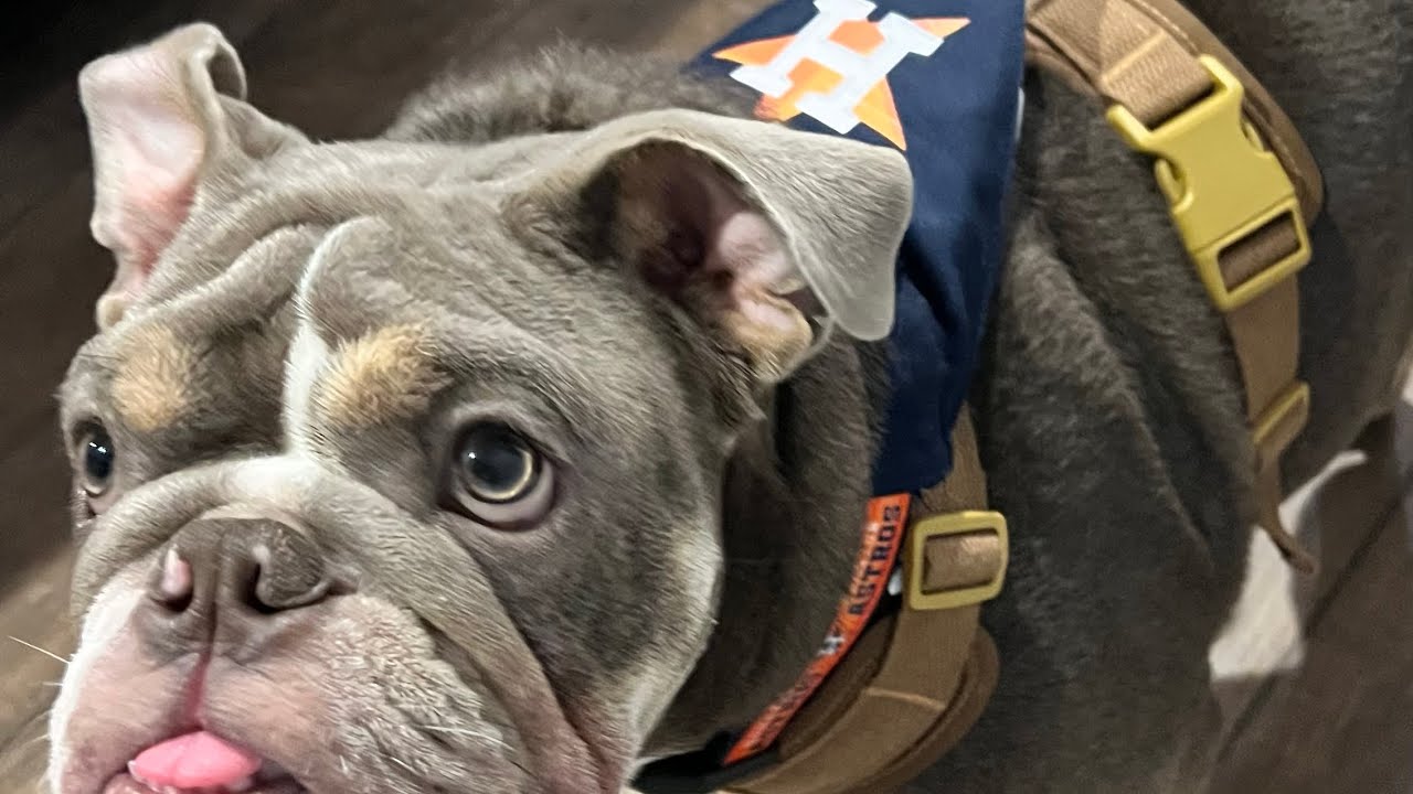 Bayfront Strolls with Chuco 🐾🌴