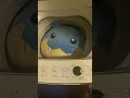 タマザラシを洗濯機に入れてみた時の反応 #Shorts