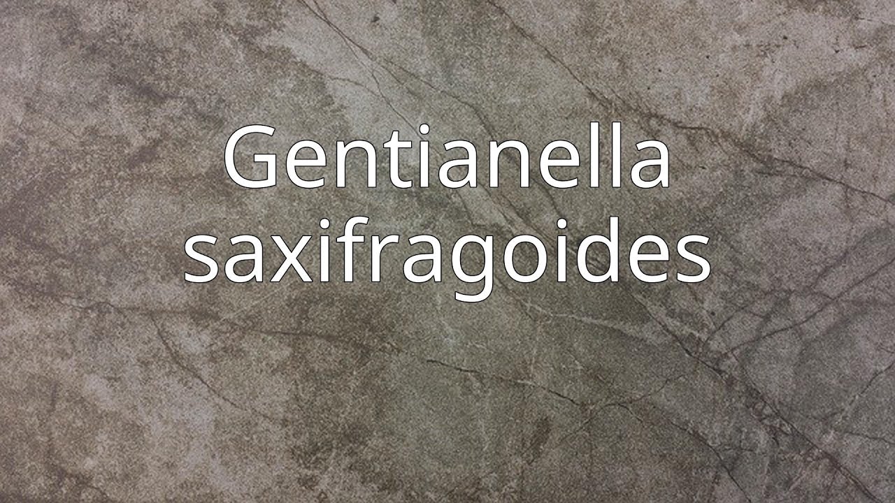 Gentianella saxifragoides