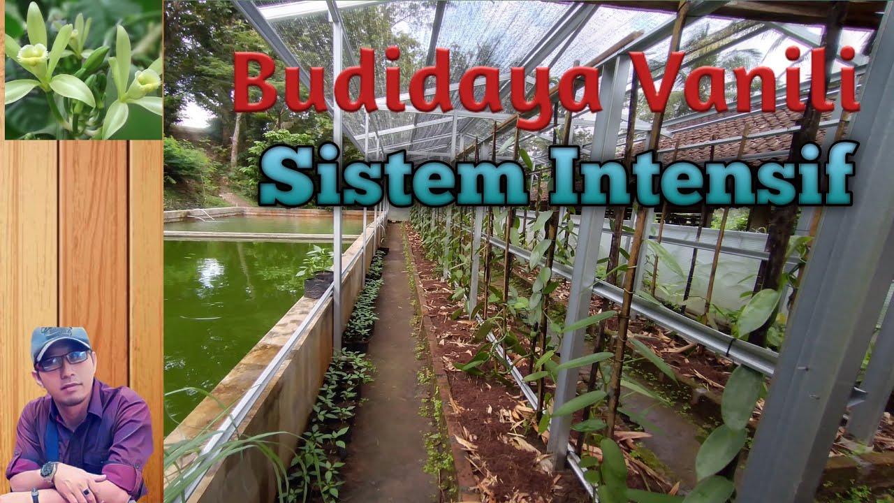 BUDIDAYA VANILI SISTEM INTENSIF DI LAHAN SEMPIT DENGAN TAGAR BAMBU