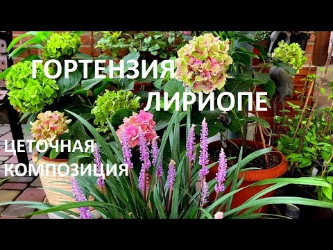 Video: Лириоп өсүмдүктөрүн кыштоо – Лилитурф кышкы кам көрүү жөнүндө билип алыңыз