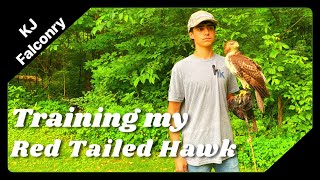 Training my Red Tailed Hawk