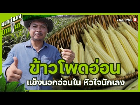 ข้าวโพดอ่อน แข็งนอกอ่อนใน หัวใจนักเลง : มหาอำนาจบ้านนา