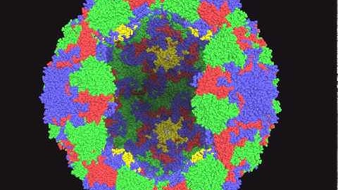 rhinovirus 16 - PDB 1AYM - 2 pentamers removed to see inside surface