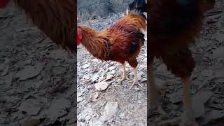 Galo Reprodutor Caipira Esse É Bom