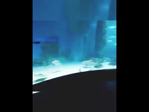 World's Largest Fish Aquarium |Dubai Mall| Underwater Zoo..🌊