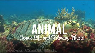 4K African Wildlife - See Coral, Fish, Turtles, Jellyfish... And Listen to Relaxing Music!