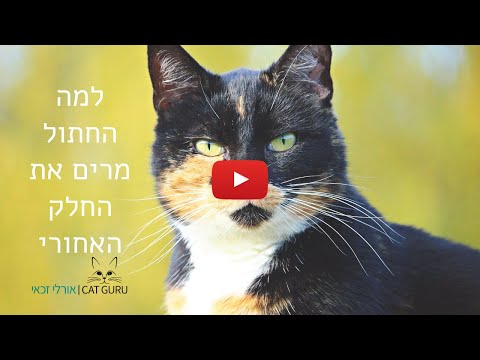 וִידֵאוֹ: עיני החתול או החתול מתרוצצות: סיבות למה לעשות וכיצד לטפל בחתלתול ובבעלי חיים בוגרים בבית, כיצד לשטוף אותו ממוגלה