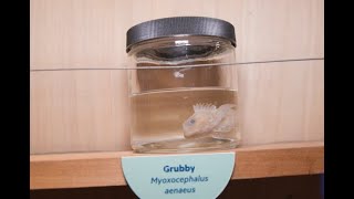 Celebrity What’s swimming in the Hudson River? We went to Wetlab to find out! | New York Live TV Wealth