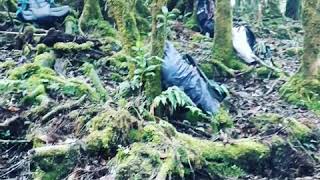Puncak Penantian Menuju Fuyul Ogoamas