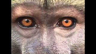Mr Seager - Animal