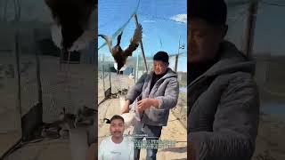 Duck Got Stuck in Net… What Happened Next? 😱,#shortsfeed #shorts #trending