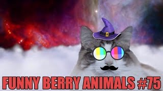Funny cats,  funny dogs, cute animals - Animal Compilation July 2016 | Funny Berry Animals #75 by Funny Berry Animals 4,076 views 7 years ago 5 minutes, 4 seconds