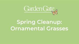 Easy Way To Cleanup Ornamental Grasses in Spring 🌿🌿 #springgardening #gardentips