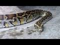 ビルマニシキヘビ（上野動物園）Burmese python