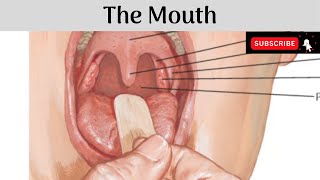 The Mouth | Parts | Lips | Cheeks | Gums | Vestibule | Oral Cavity Proper | Boundaries | Sublingual
