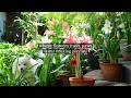 where flowers meet paws - /a relaxing music playlist/