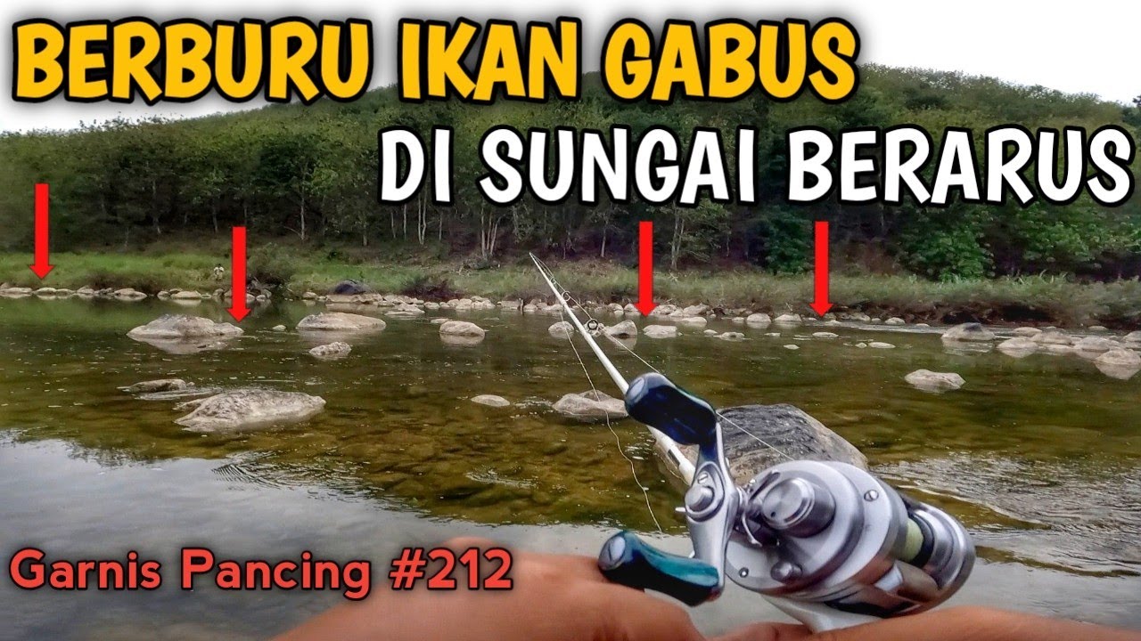 SIAPA SANGKA SUNGAI SEJERNIH INI BANYAK IKAN GABUS NYA || Casting Gabus Sungai Ber Arus || GP #212