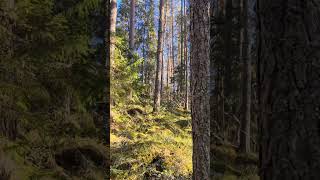 Happy Easter 🐣🐥🐰 #sweden #nature #Easter #explore #sun #hiking #scandinavia #forest #sunlight #pov