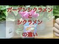 【シクラメン】ガーデンシクラメンとシクラメンの違いを紹介さちゃいます!
