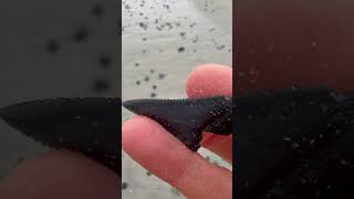 Where to find fossilised shark teeth?