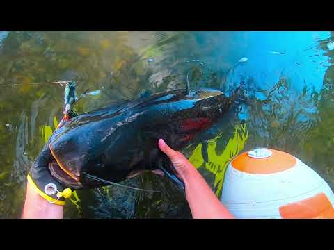 GROSSE BAGARRE avec un SILURE TOUT NOIR pris en TOPWATER !!!!!