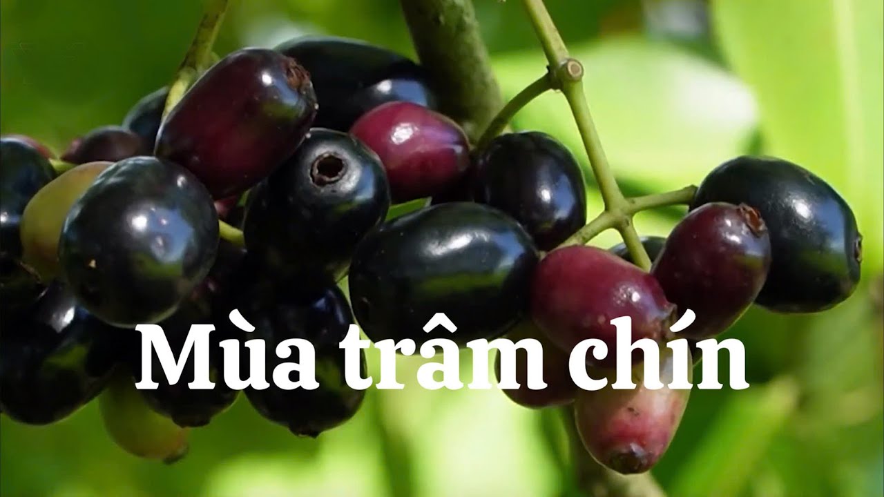 MÙA TRÂM CHÍN Ở AN GIANG
