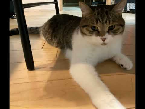 琥珀くん写真集