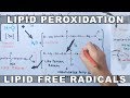 Mechanism of Lipid Peroxidation