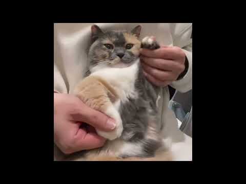 calico cat dancing to funky music