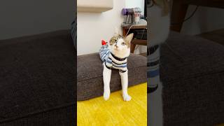 遊んで欲しそうにこちらを見ていた #cats