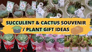 Succulent \& Cactus Souvenir Ideas For All Occasions | Plant Gift Ideas | Party Favors