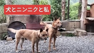 犬とニンニクと私