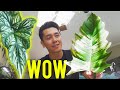 Unboxing, Shopping For Dream Plants and an Orchid Mantis