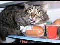 Unexpected Cat  - Funny animal jump, fall videos Compilation
